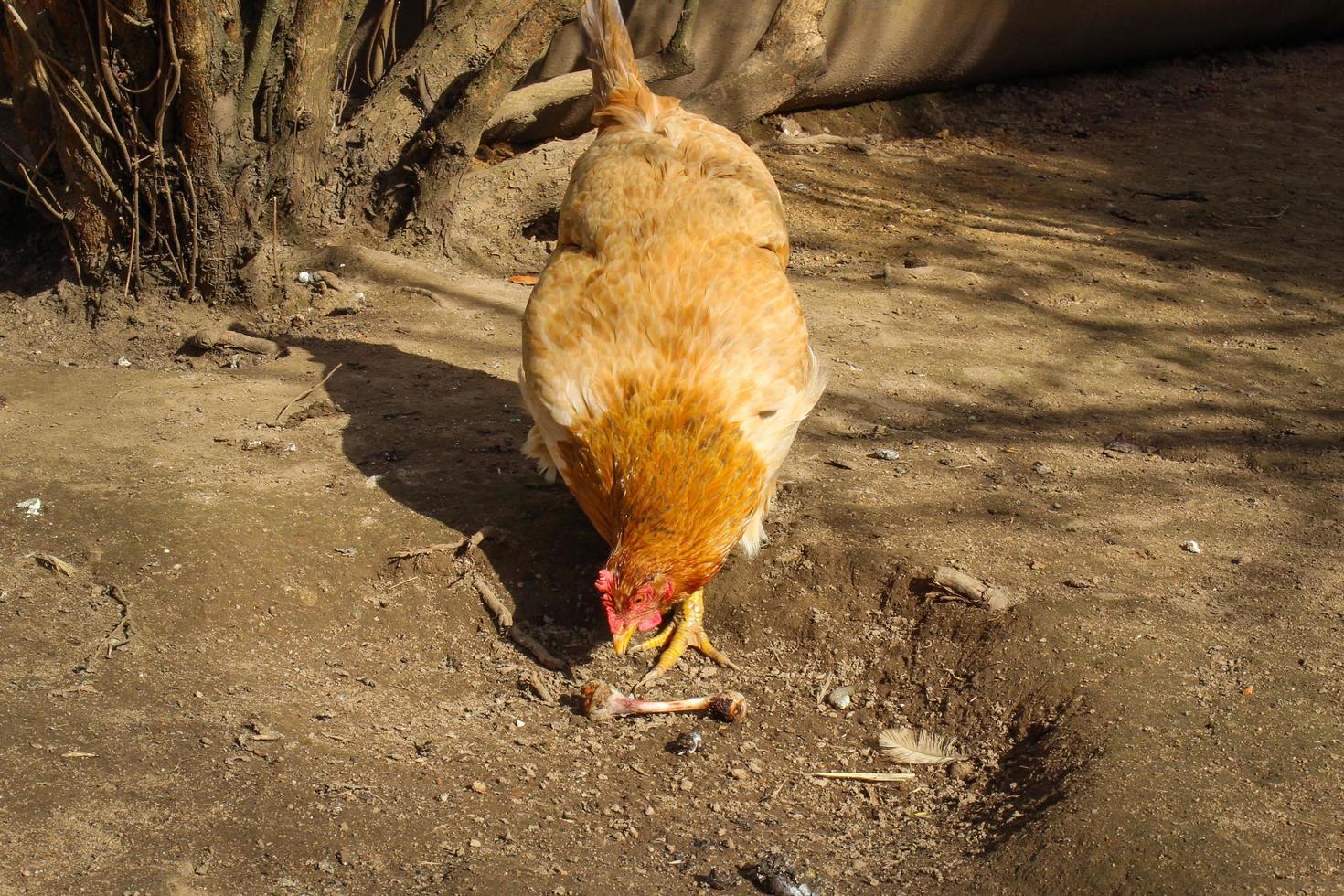 pollo de corral en la granja. el pollo vio el hueso de pollo y quiere comérselo. foto