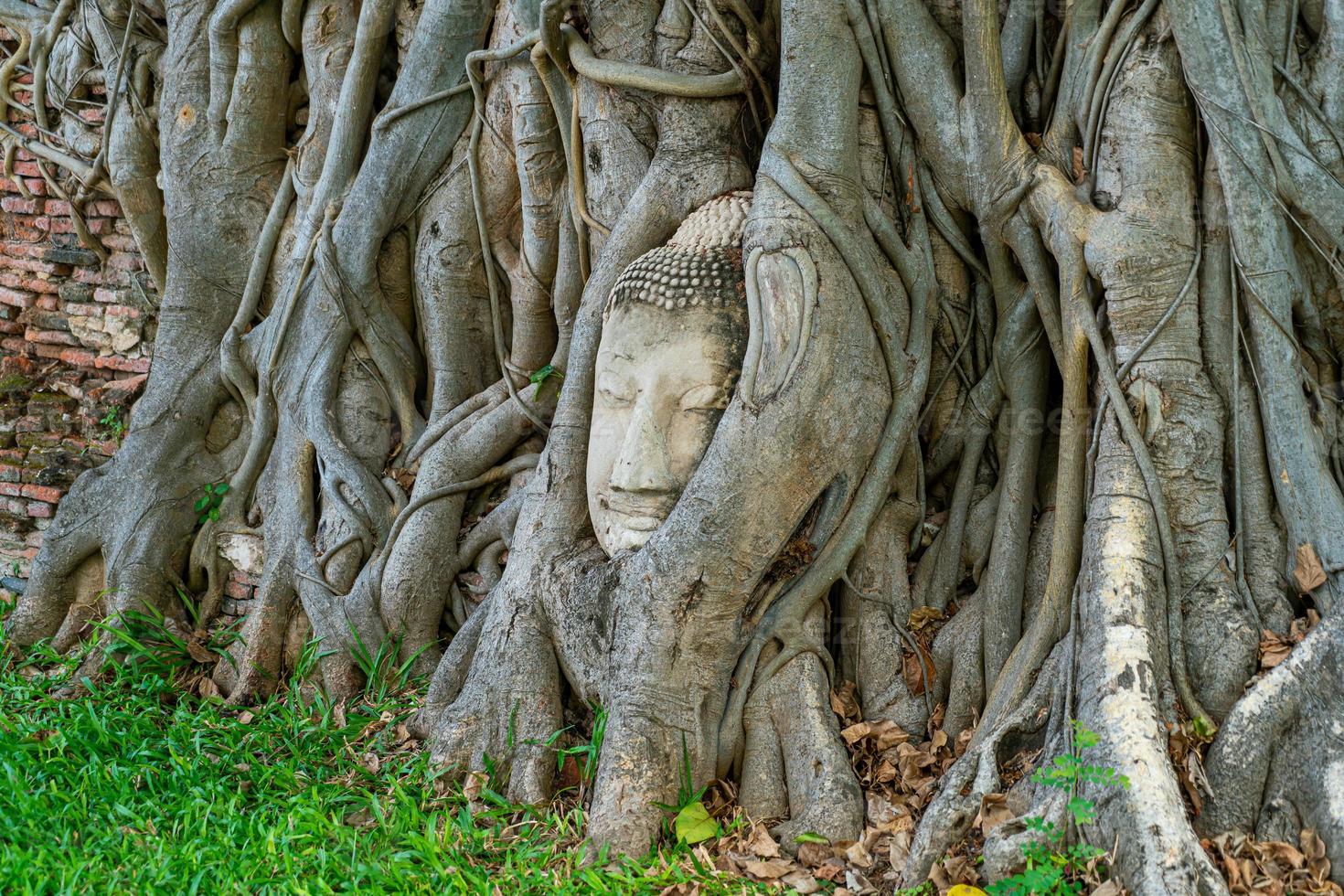 Buddha Head statue with trapped in Bodhi Tree roots at Wat Mahathat photo
