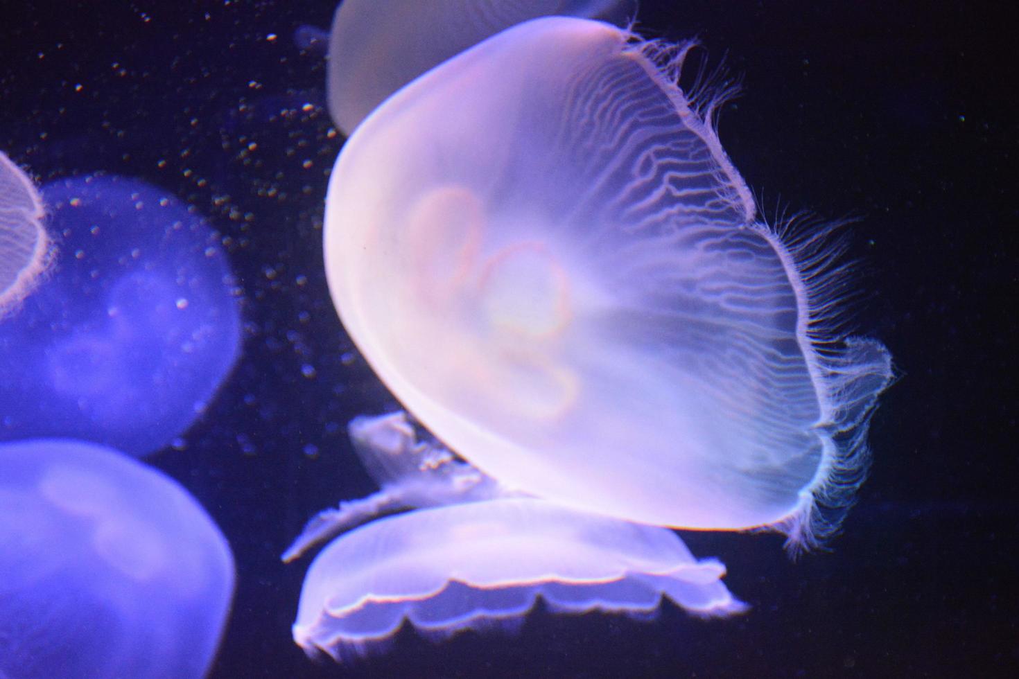 A closeup shot of jellyfishes photo
