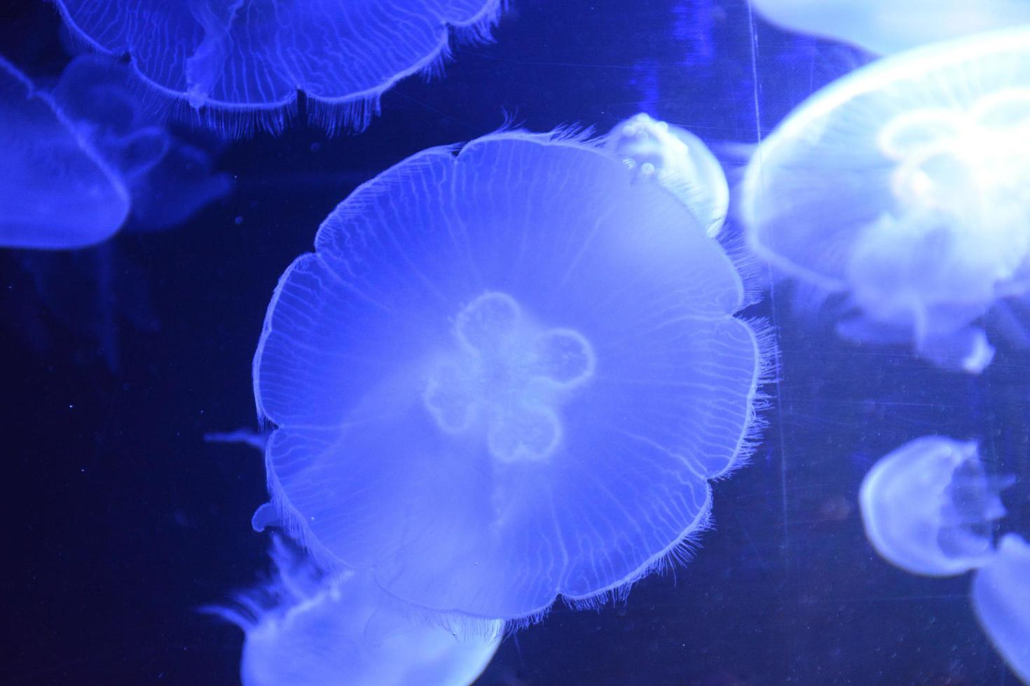 A closeup shot of jellyfishes photo