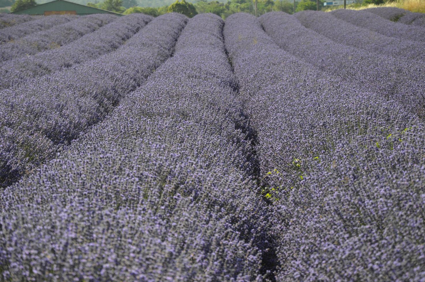 Zoom in a lavenders field photo
