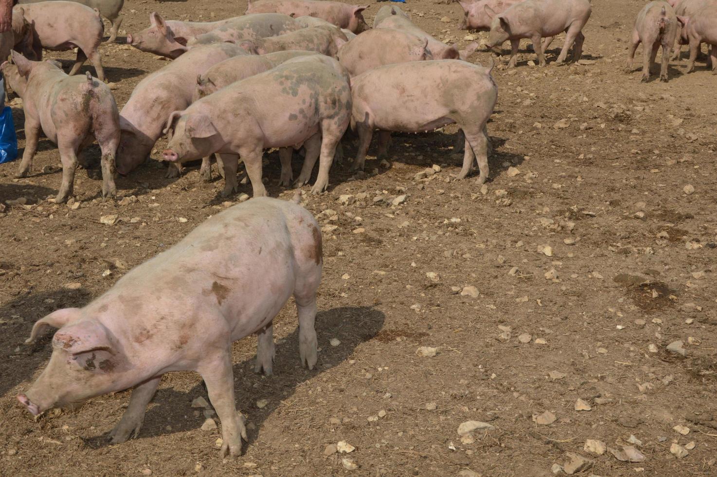 Pigs in their surroundings photo