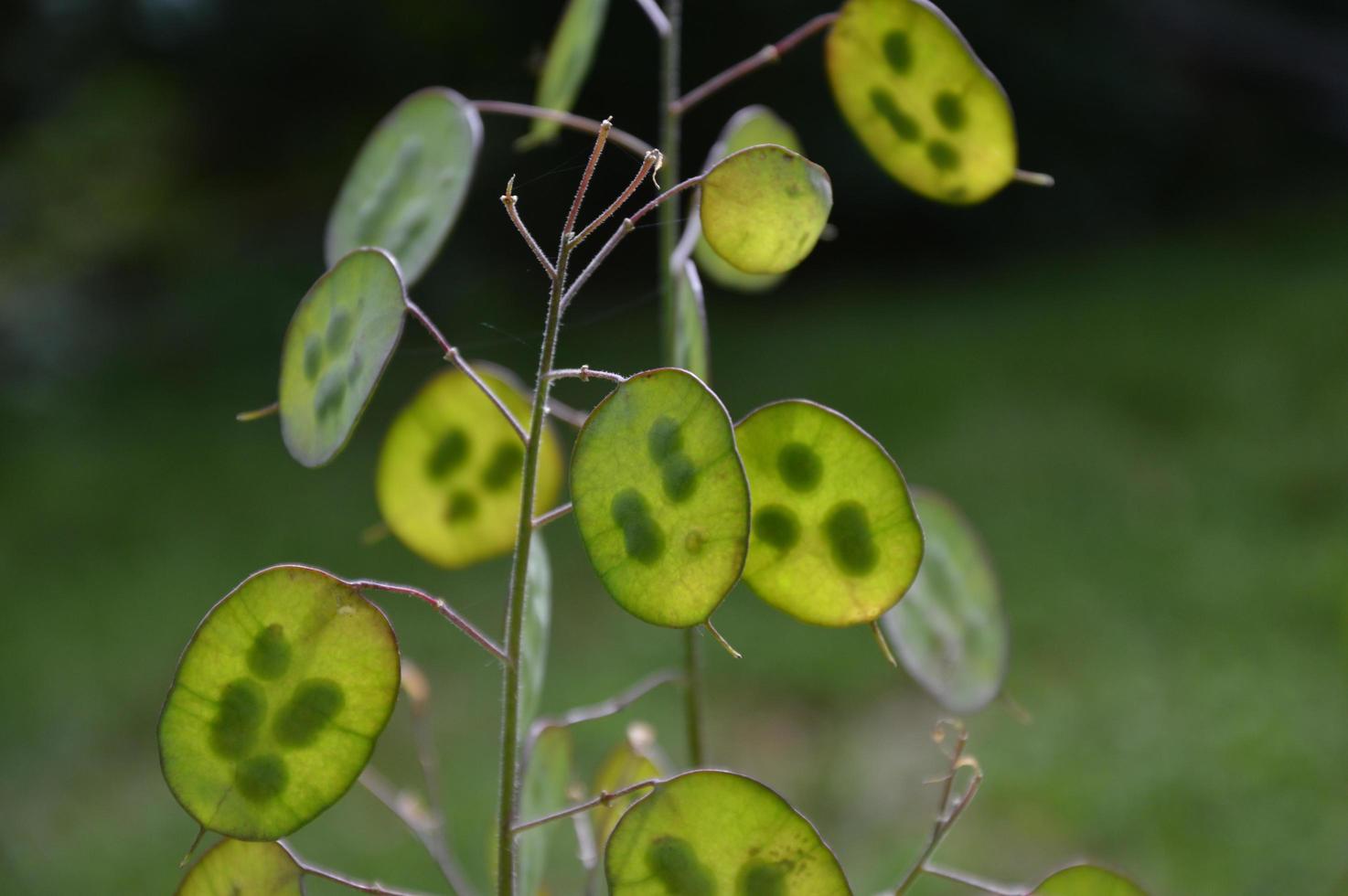 Lunaria Annua in the garden photo