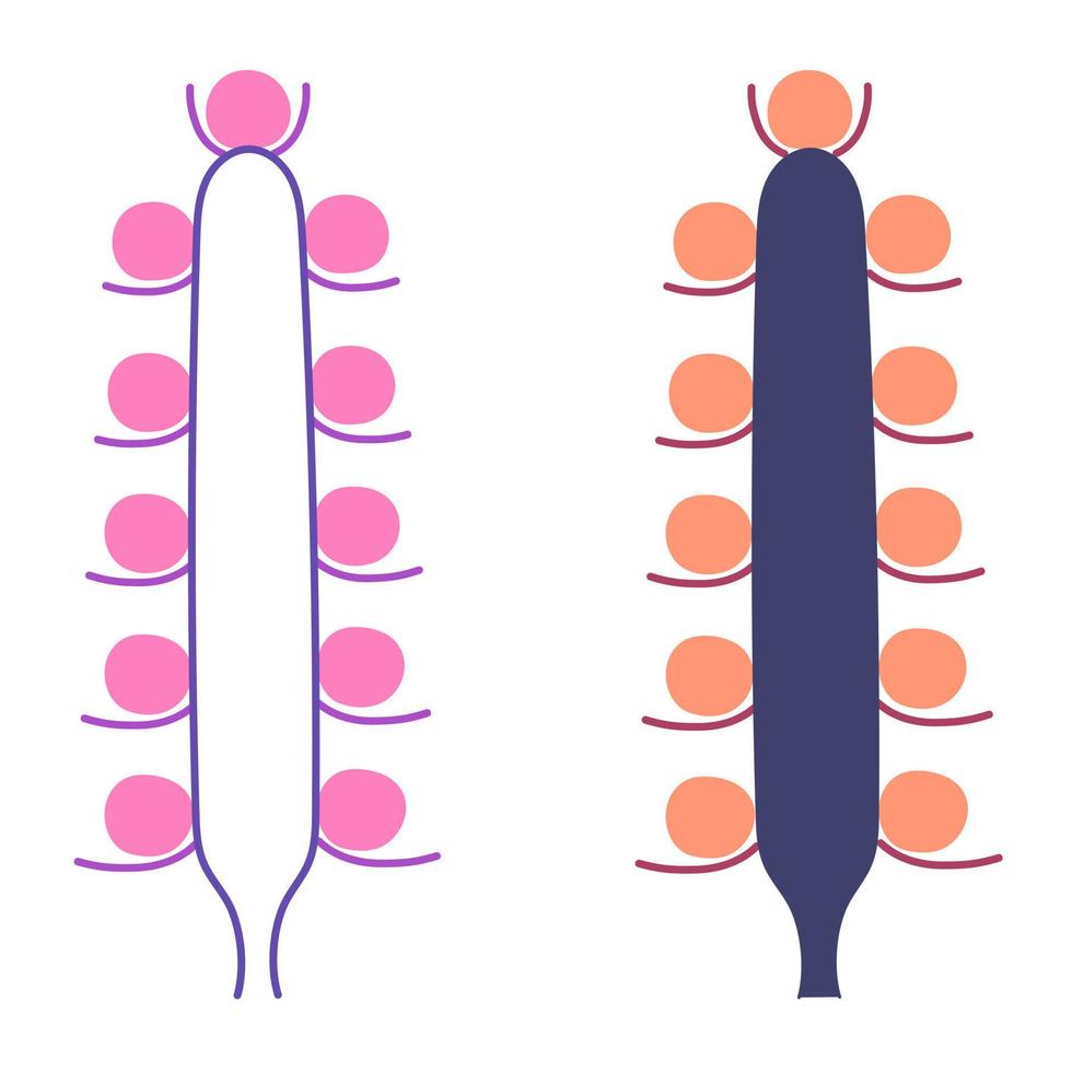 Types of flower inflorescences in plants on a stem. Flat style. Vector isolated