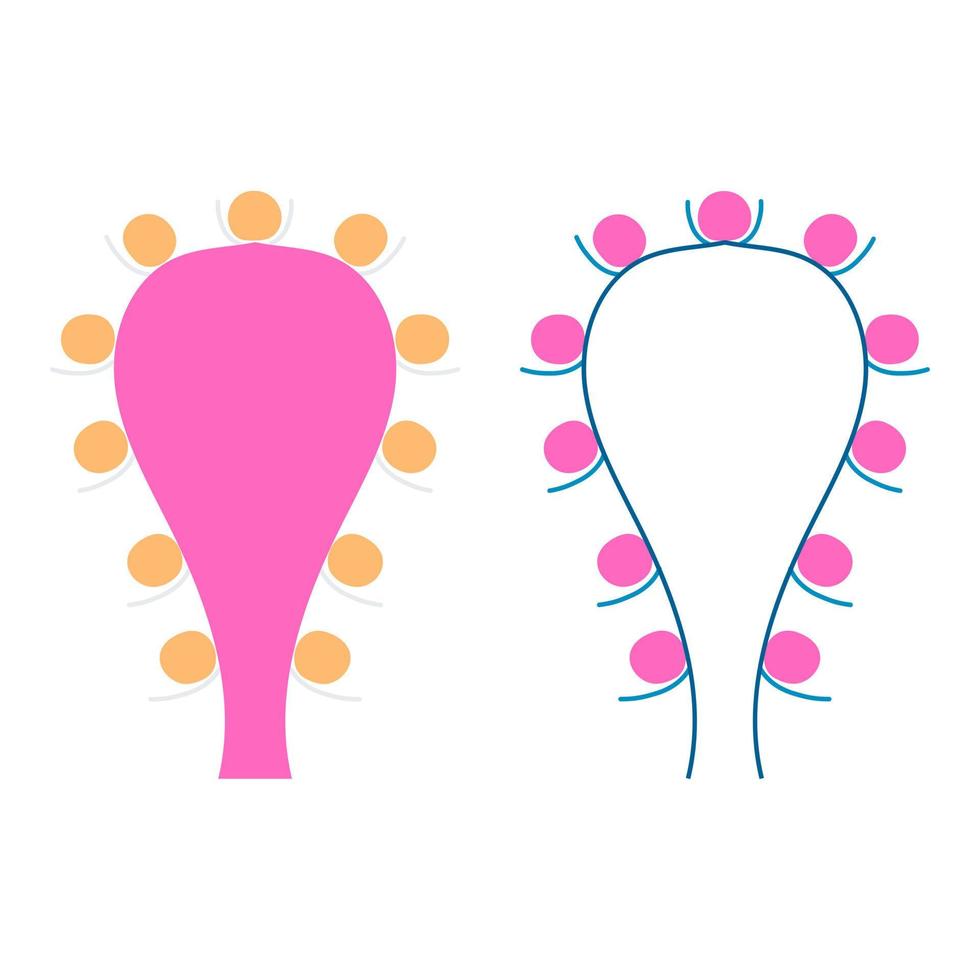 Types of flower inflorescences in plants on a stem. Flat style. Vector isolated