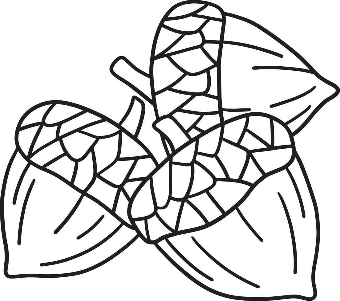 Thanksgiving Acorn Isolated Coloring Page vector