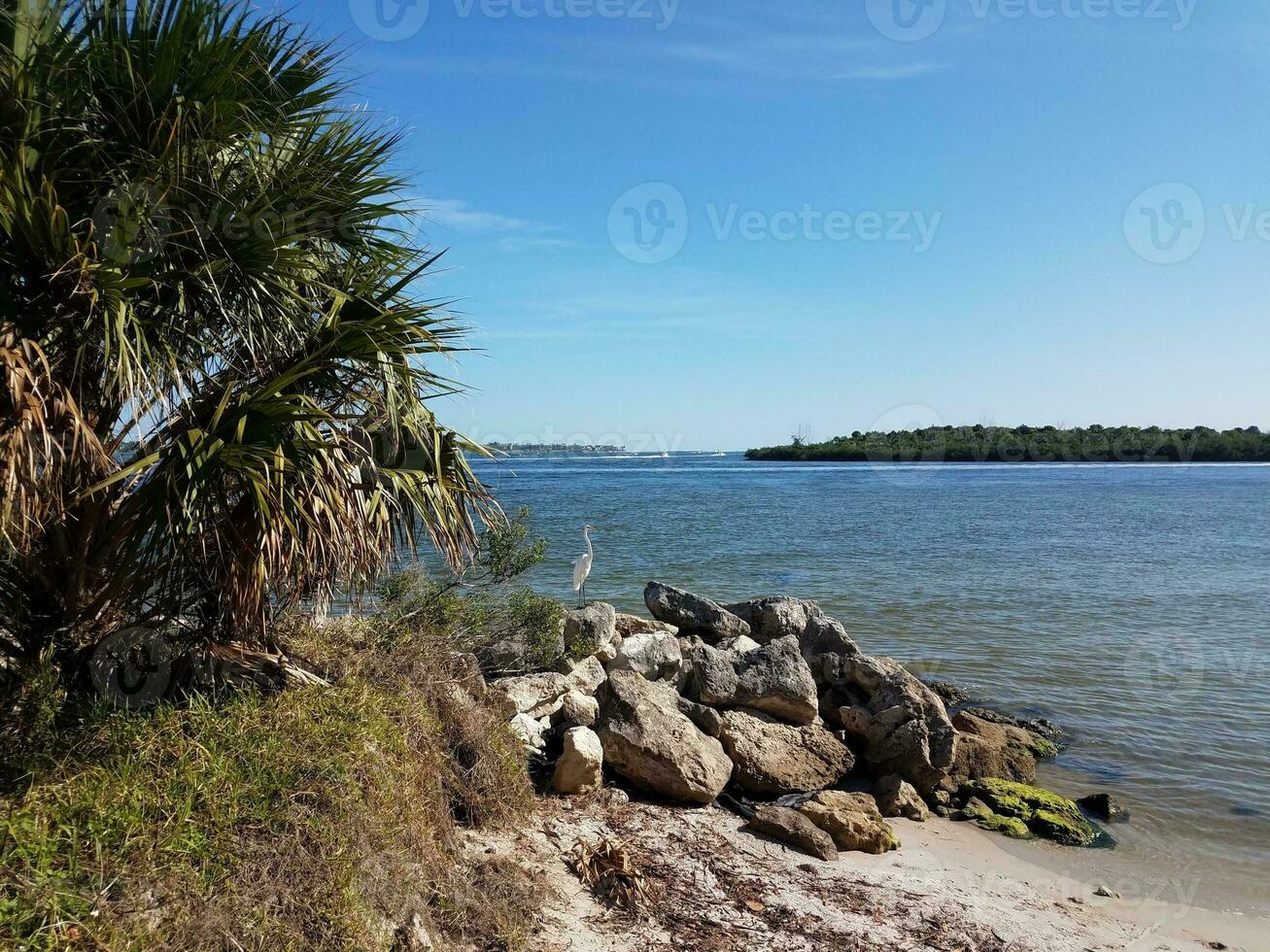 white bird and rocks and water on shore in Florida photo