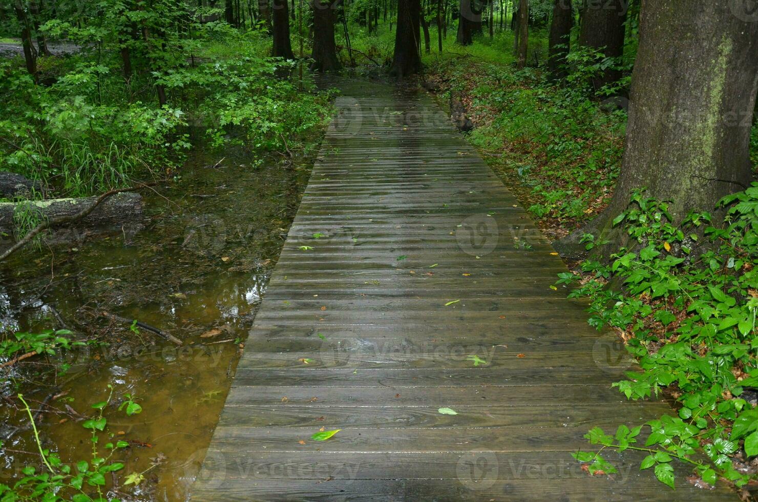 wet wood boardwalk in flooded forest with trees photo