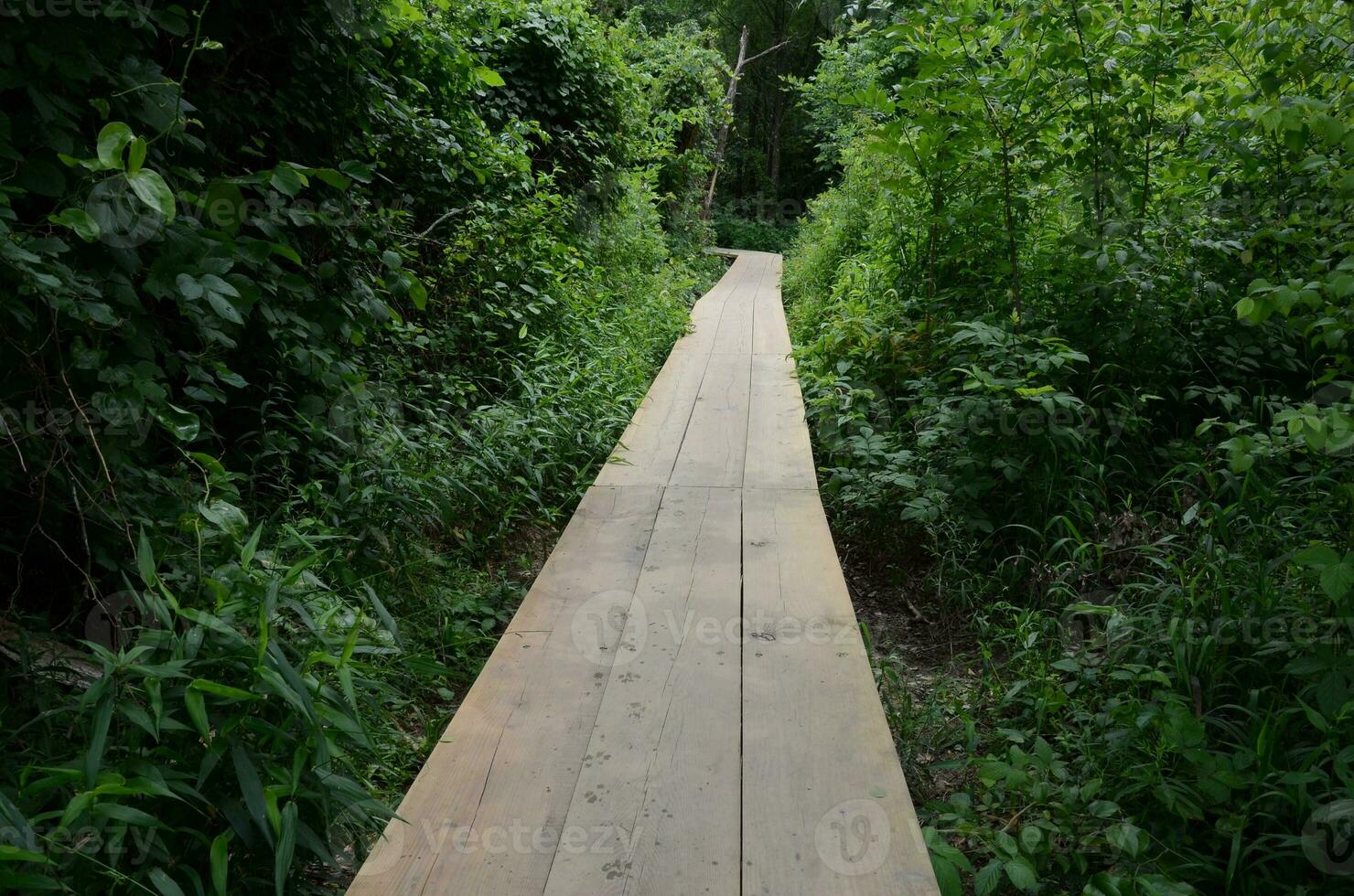 wooden boardwalk or path with wet paw prints and trees photo