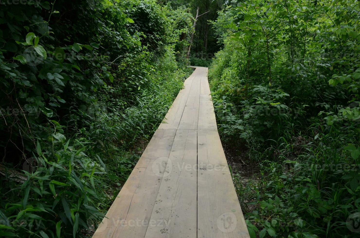 paseo marítimo de madera o camino con huellas de patas mojadas y árboles foto