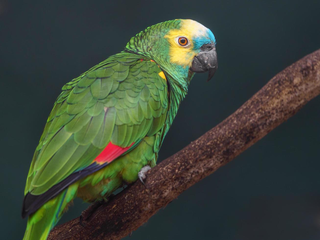 Turquoise fronted amazon photo