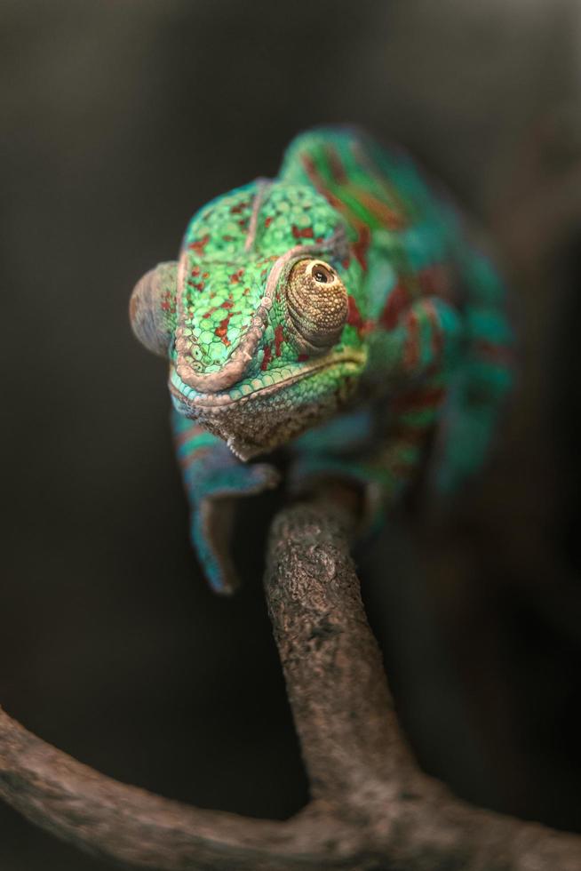 Panther chameleon on branch photo