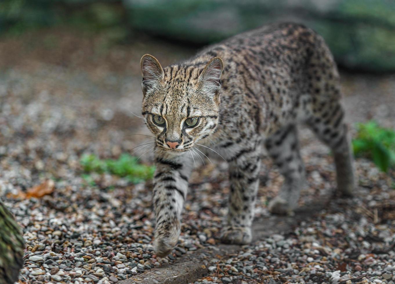 Geoffroy's cat in zoo photo