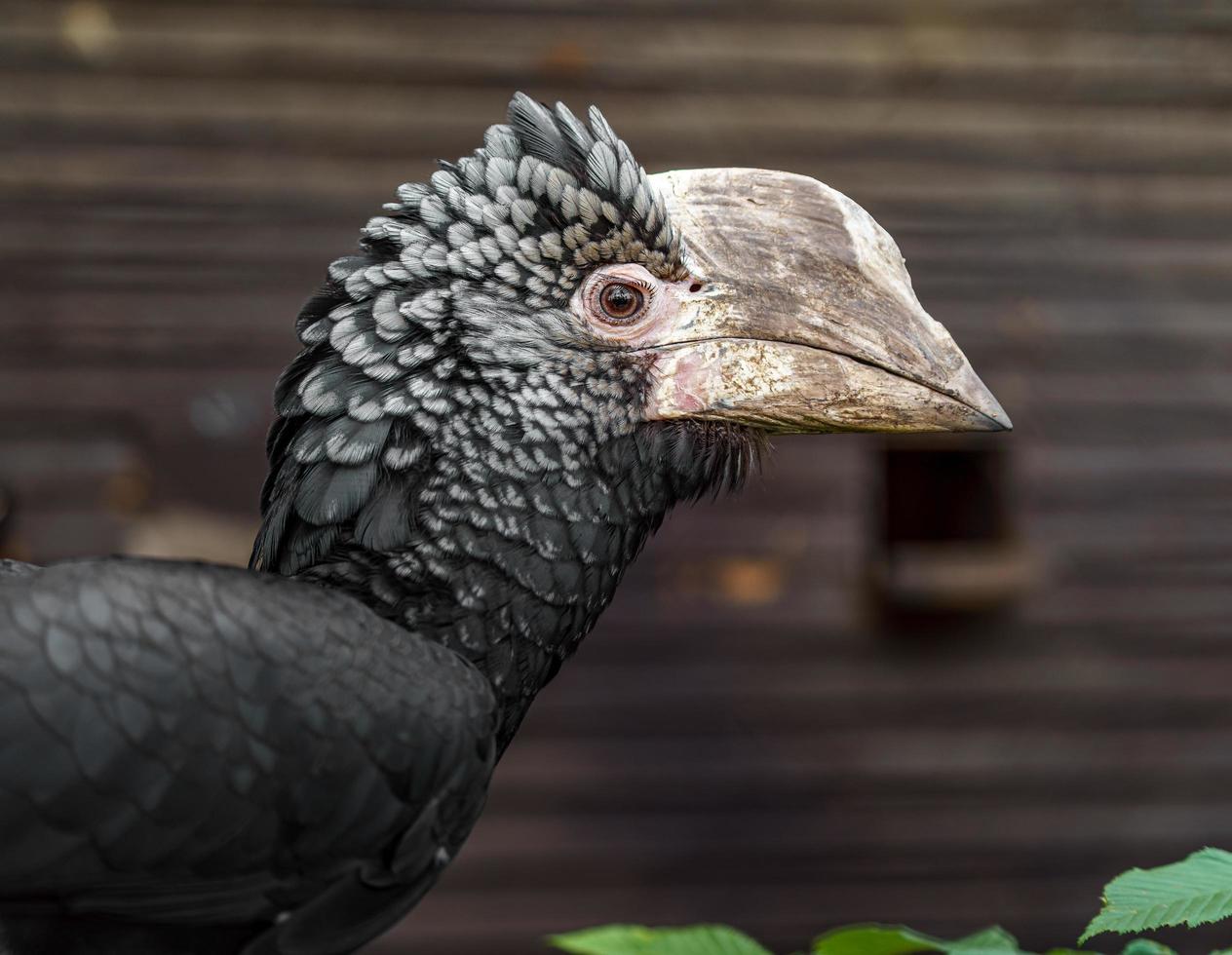 Silvery cheeked hornbill photo