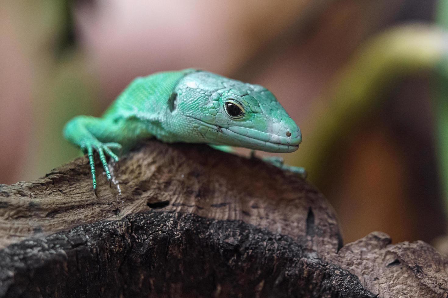 lagarto verde de vientre de quilla foto