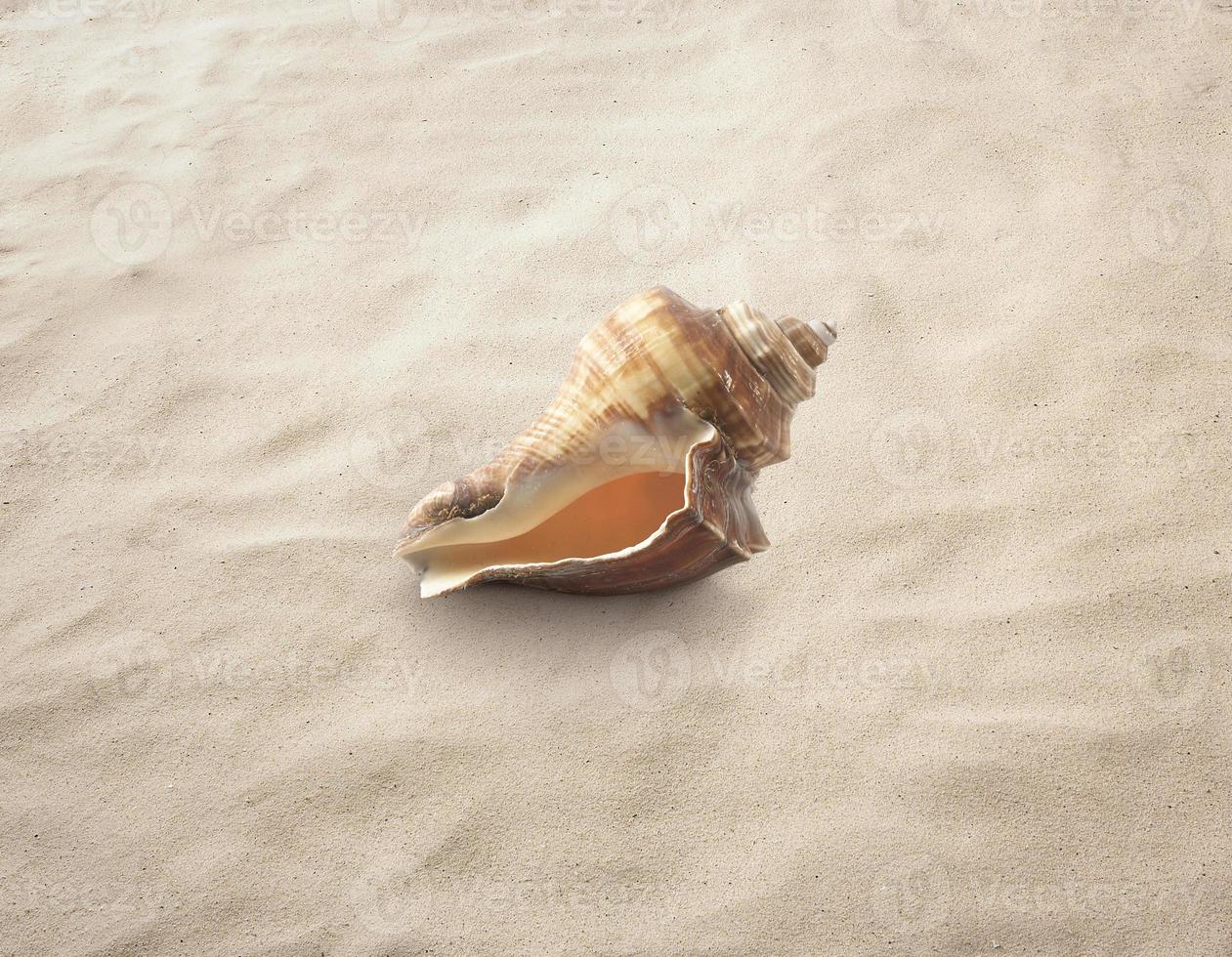 Empty seashell isolated on the sand, beach, sea photo