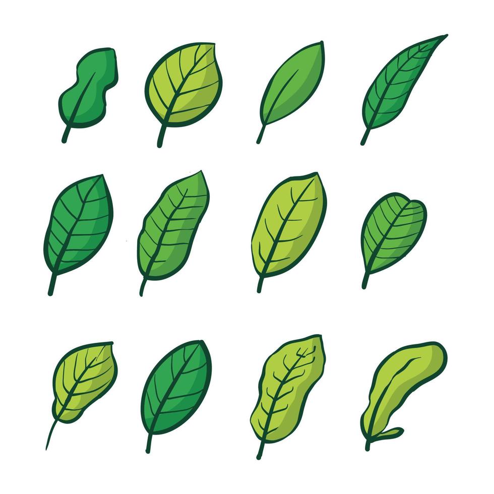 hojas de frutas tropicales dibujadas a mano 1 vector