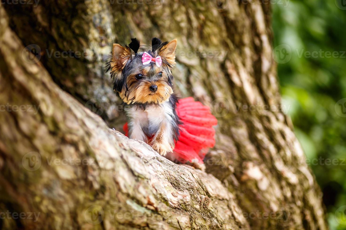 Lovely puppy of female Yorkshire Terrier small dog with bow on old tree photo