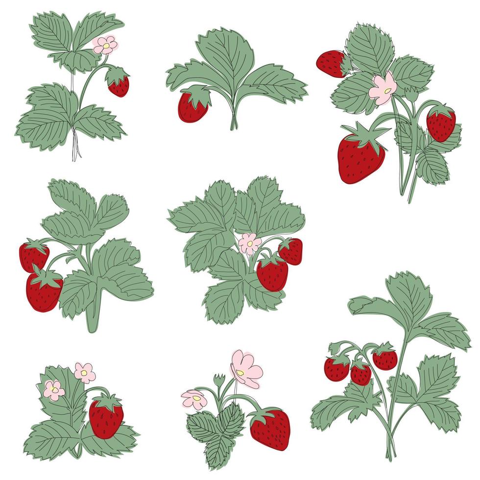 establecer línea grande ilustración arbusto de fresa con bayas y flores vector