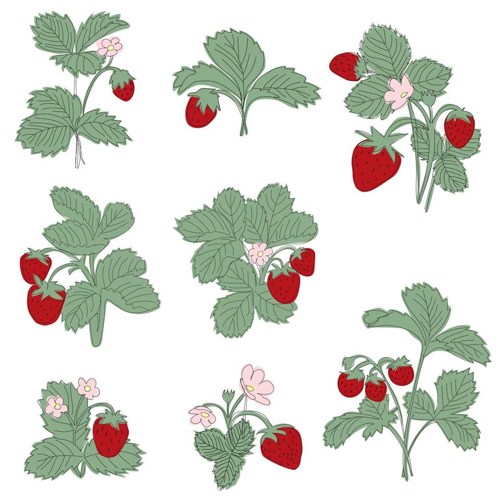 Set big line illustration strawberry bush with berries and flowering vector