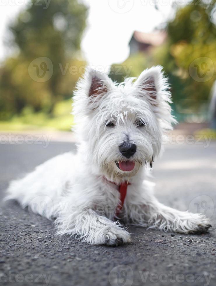 White fluffy dog sitting on asphalt. West Highland Terrier Puppy photo