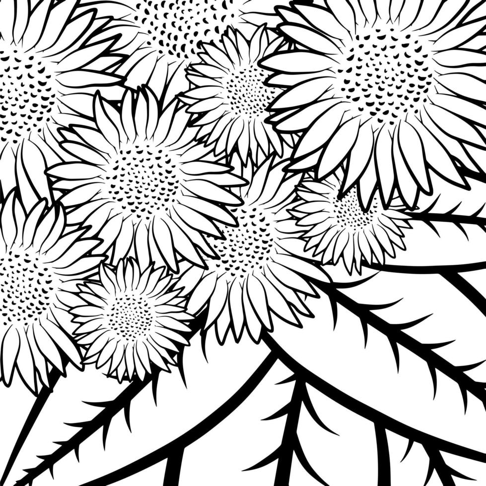 Floral colouring book page template. Outline sketch, contour drawing, graphic vector illustration isolated on white background. Anti stress activity. Sunflower pattern.