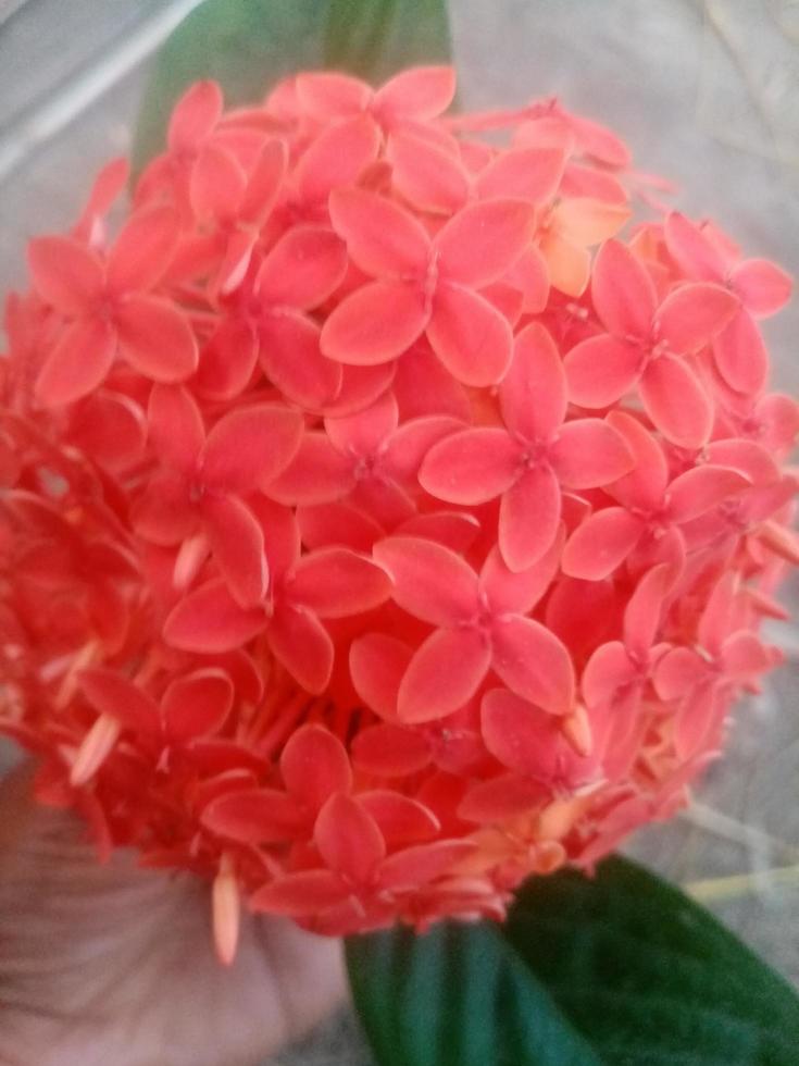 Ixora Chinese, beautiful Flower, Beautiful Nature, Wallpaper photo