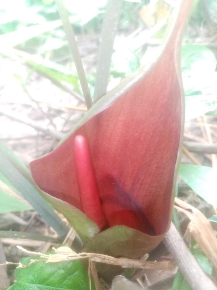 Nice flower,  Wallpaper,  beauty flower photo