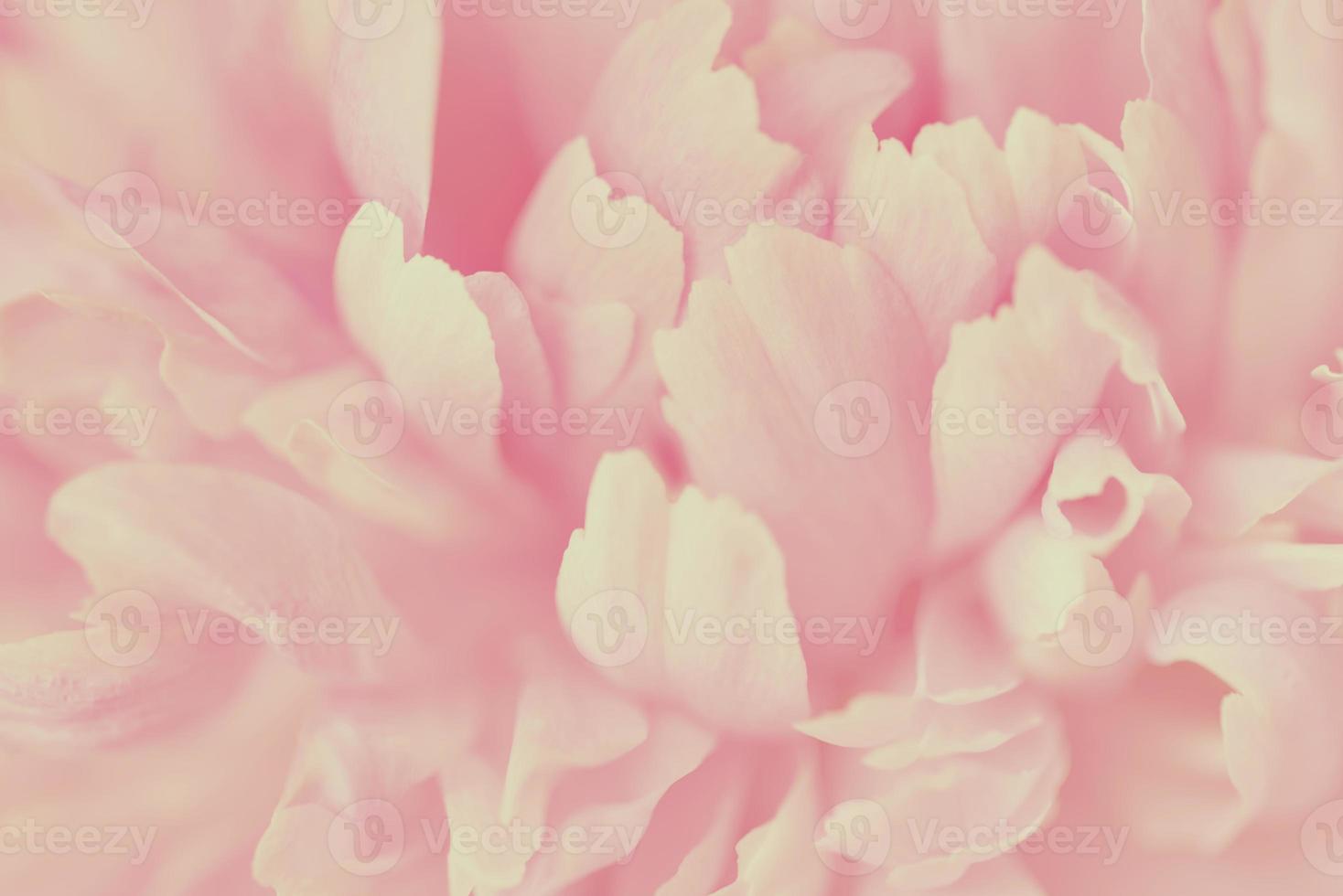 Pink petals with blurred focus photo