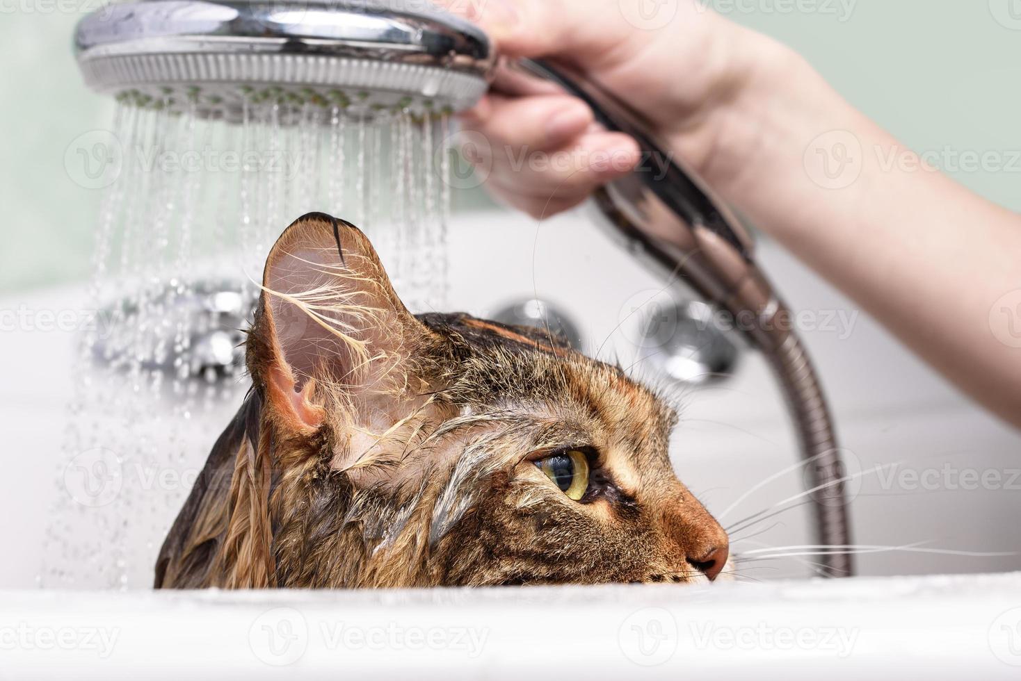 Wet cat in the bath photo