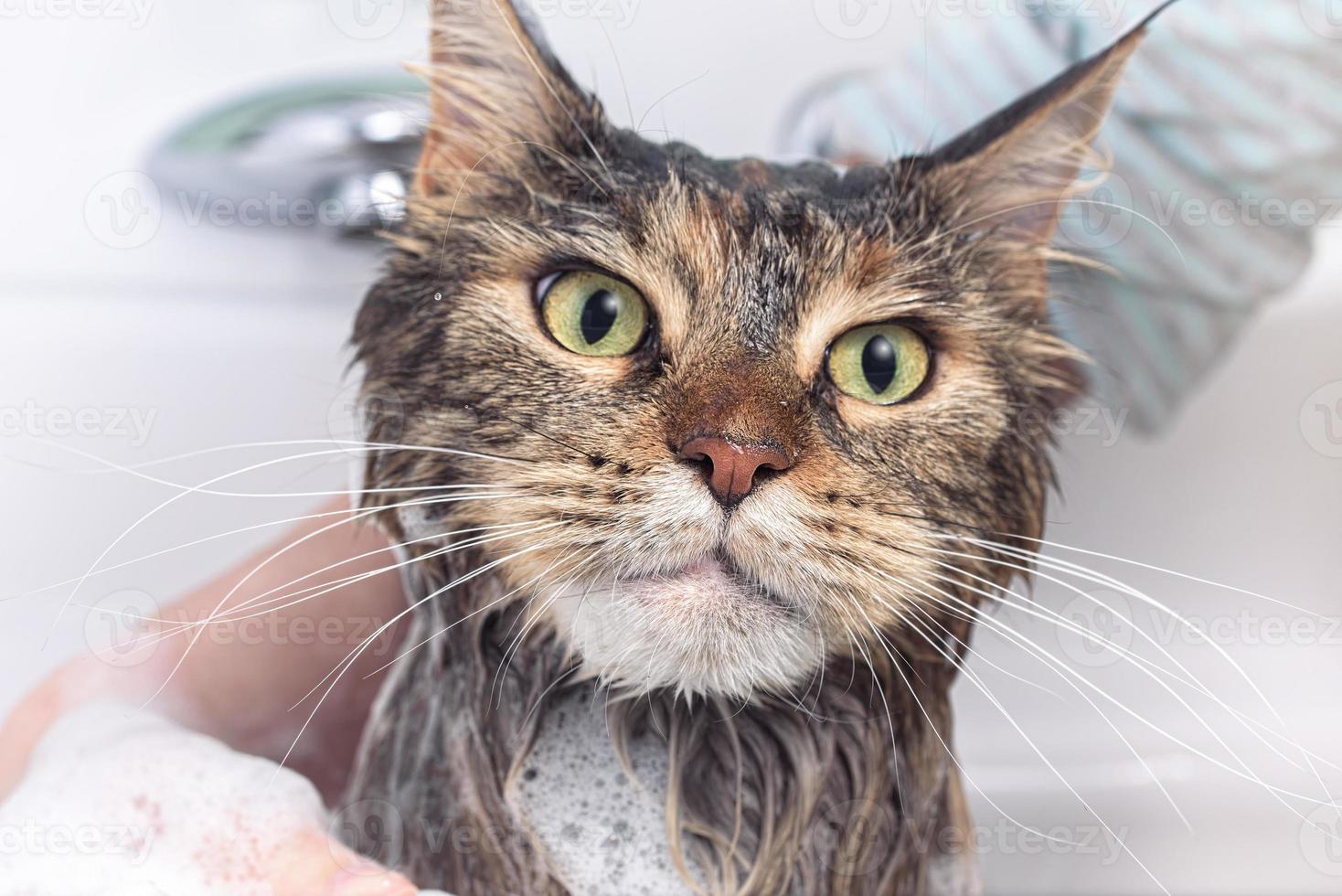 Wet cat in the bath photo