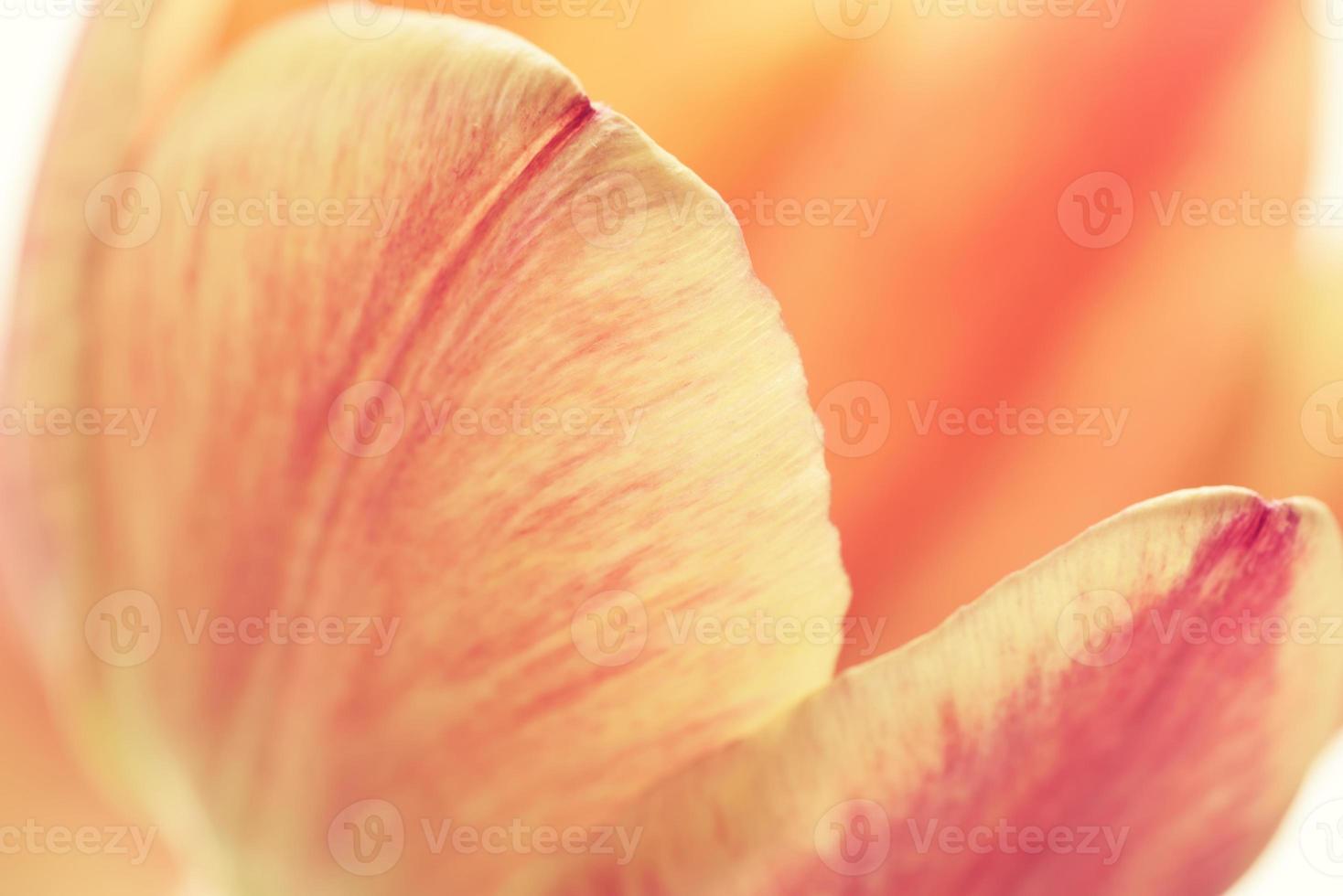background of flower petals photo
