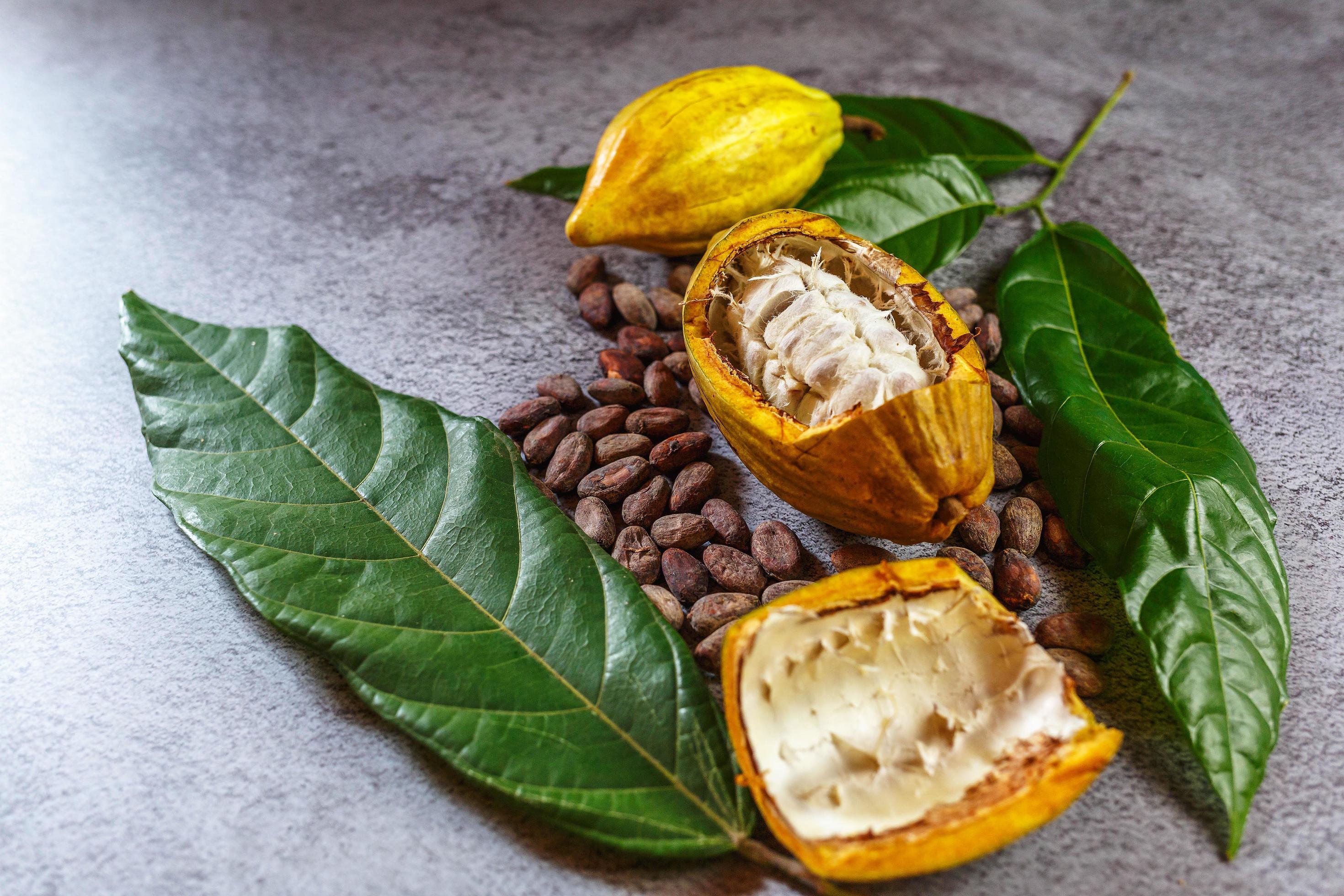 Cocoa Beans and Cocoa Fruits with raw Cocoa on a gray background