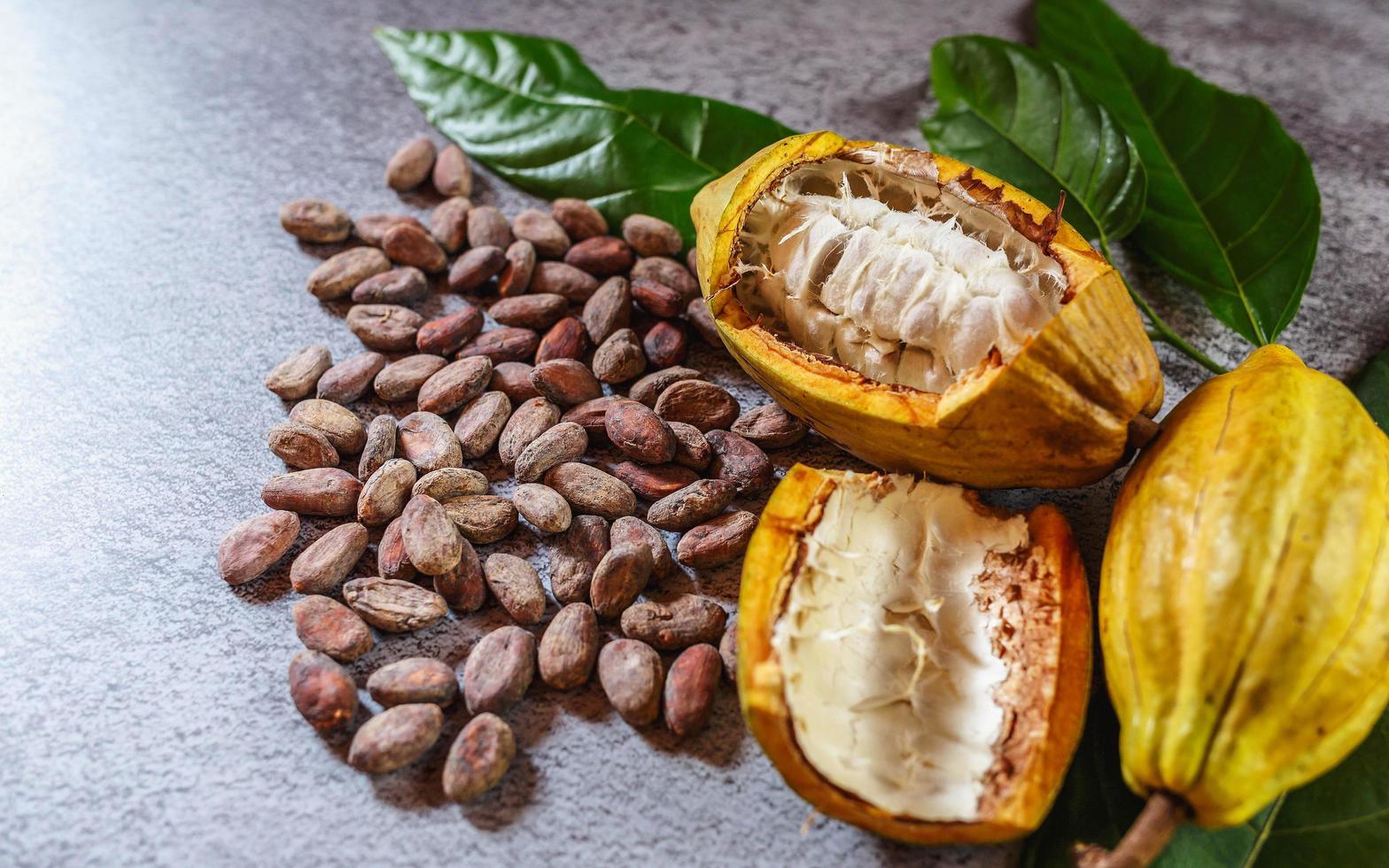 Cocoa Beans and Cocoa Fruits   with raw Cocoa on a gray background photo