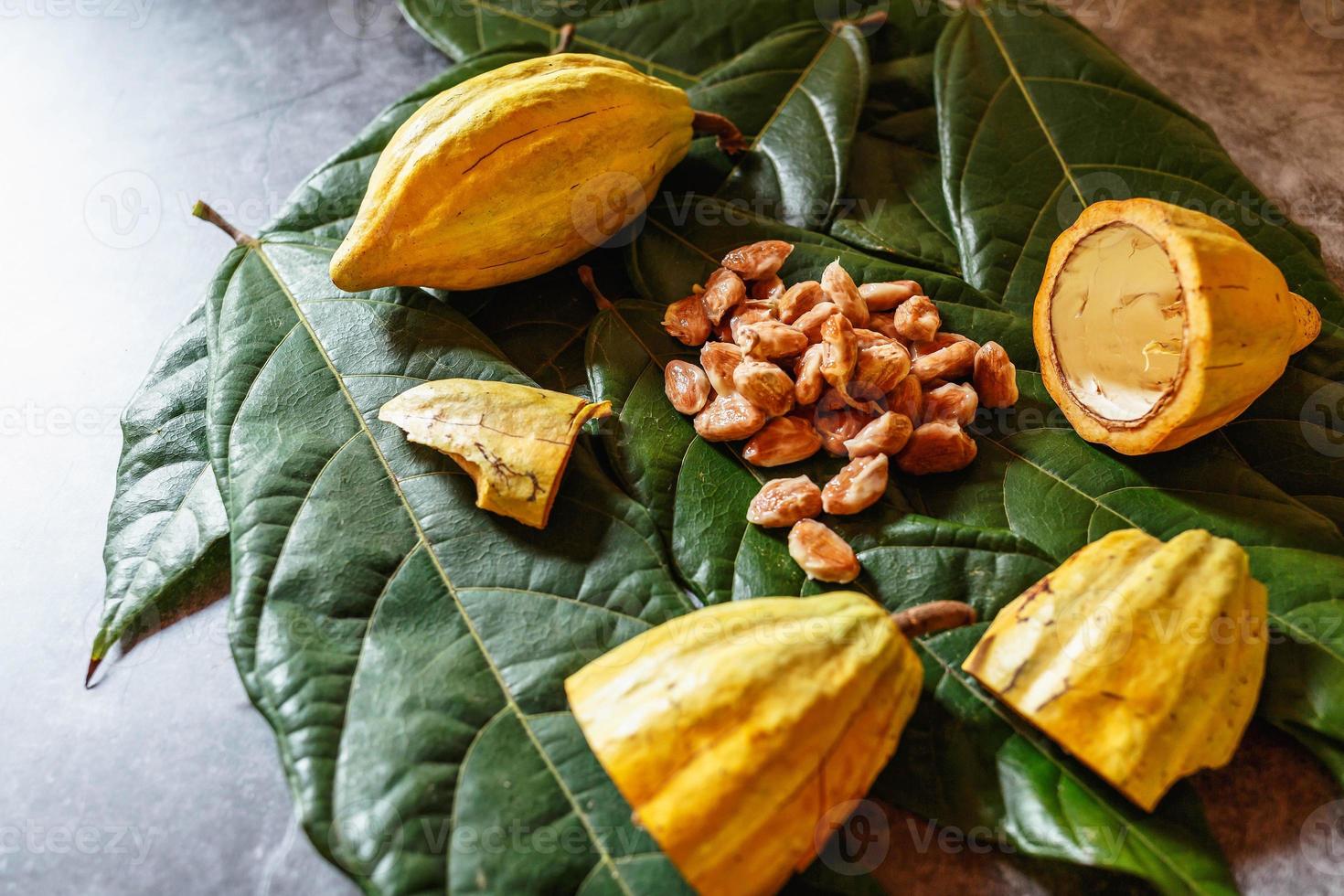 Fresh cocoa fruit with fresh cocoa beans on cocoa leaves. photo