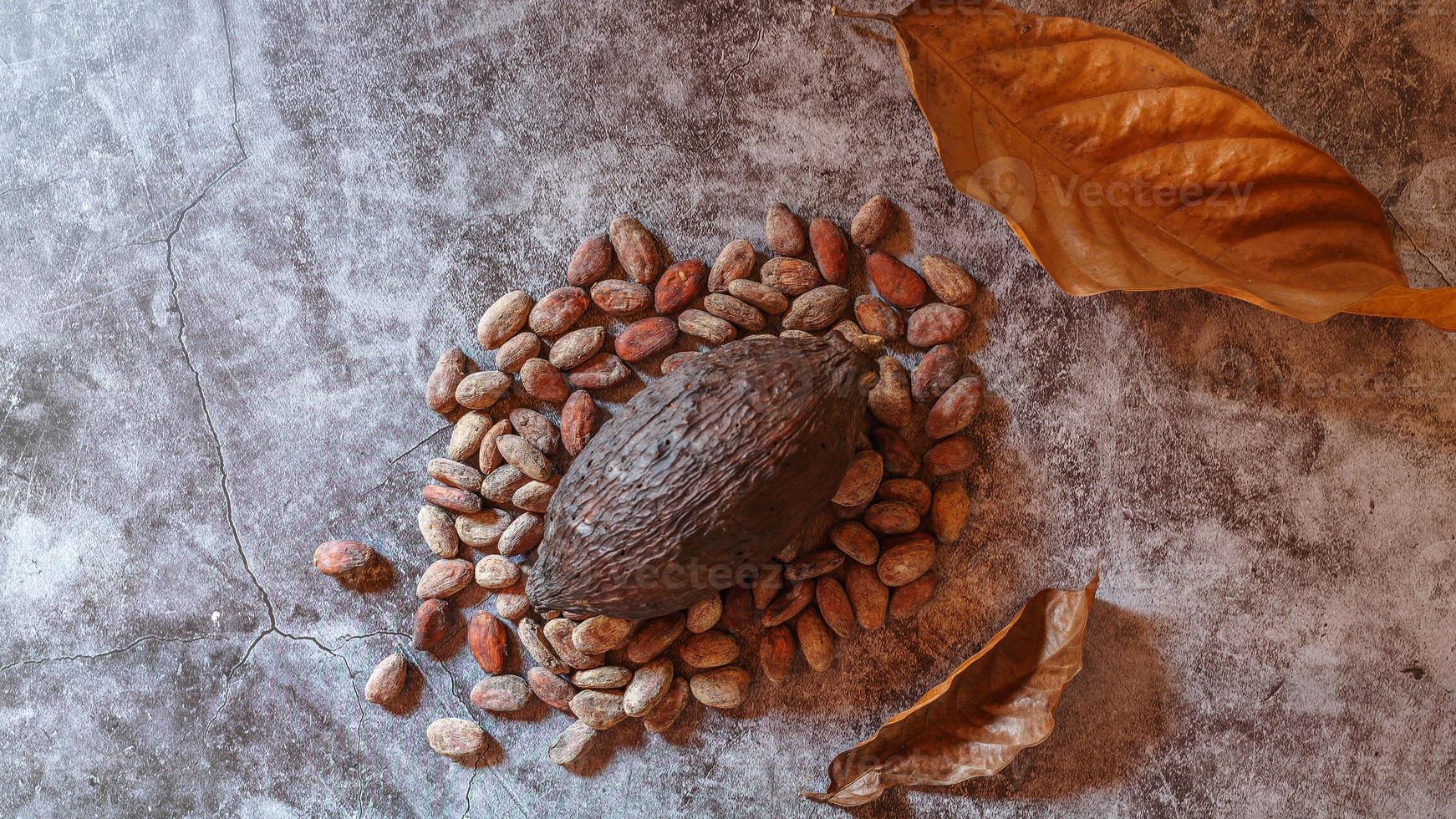 Brown Dried Cocoa Pods with Dried Cocoa Beans on a gray background photo