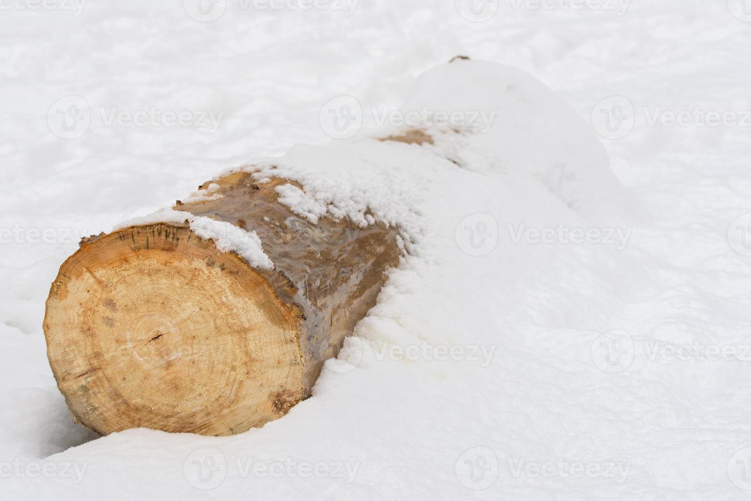 log in the snow photo