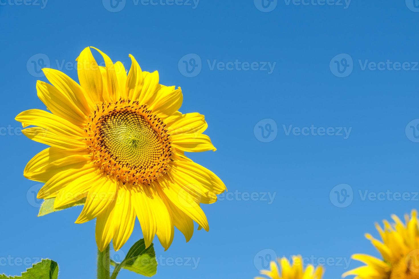 el primer plano del hermoso girasol está floreciendo bajo el cielo azul claro. foto