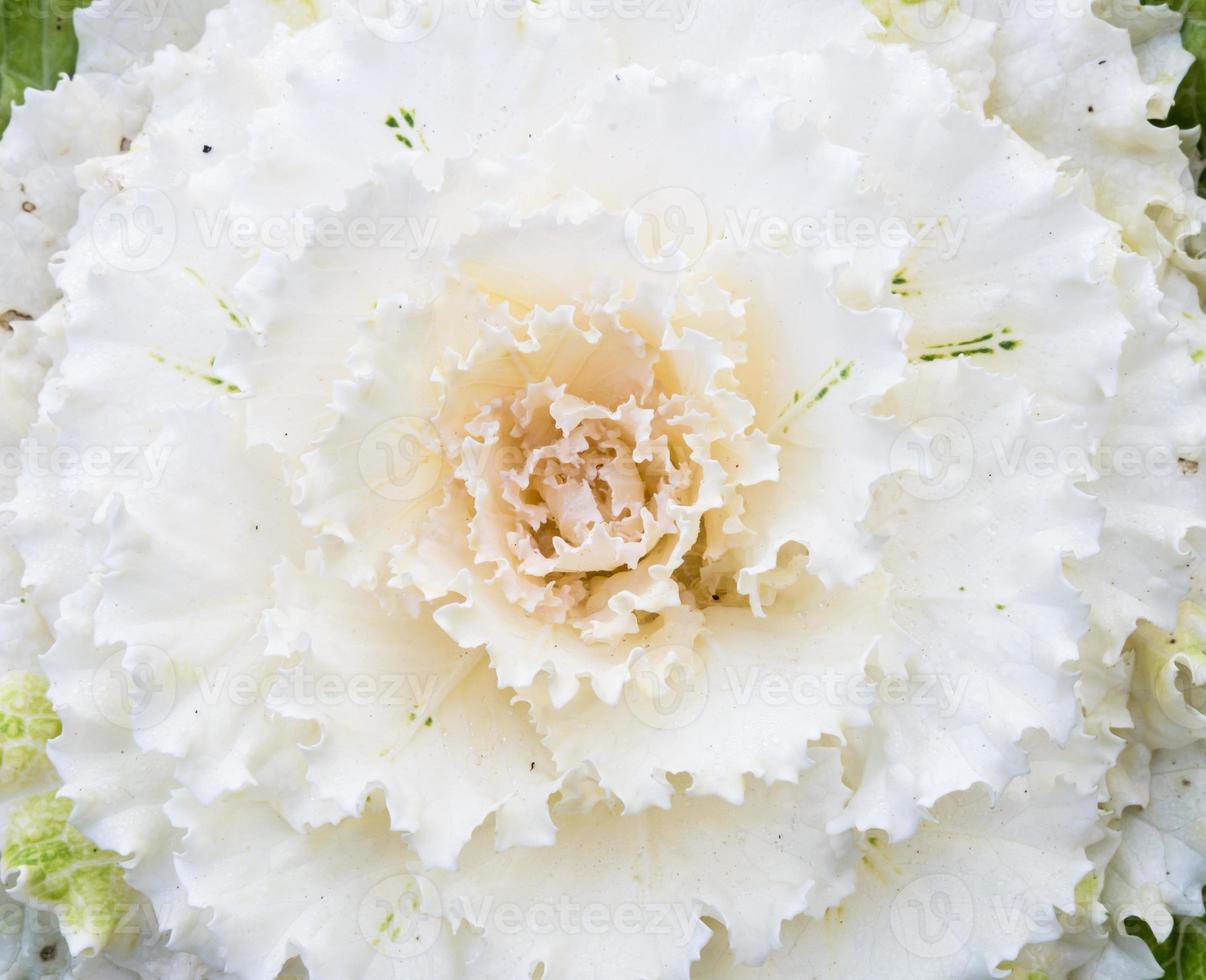 The Blooming Cabbage 8217263 Stock Photo At Vecteezy The Blooming Cabbage 8217263 Stock Photo At Vecteezy
