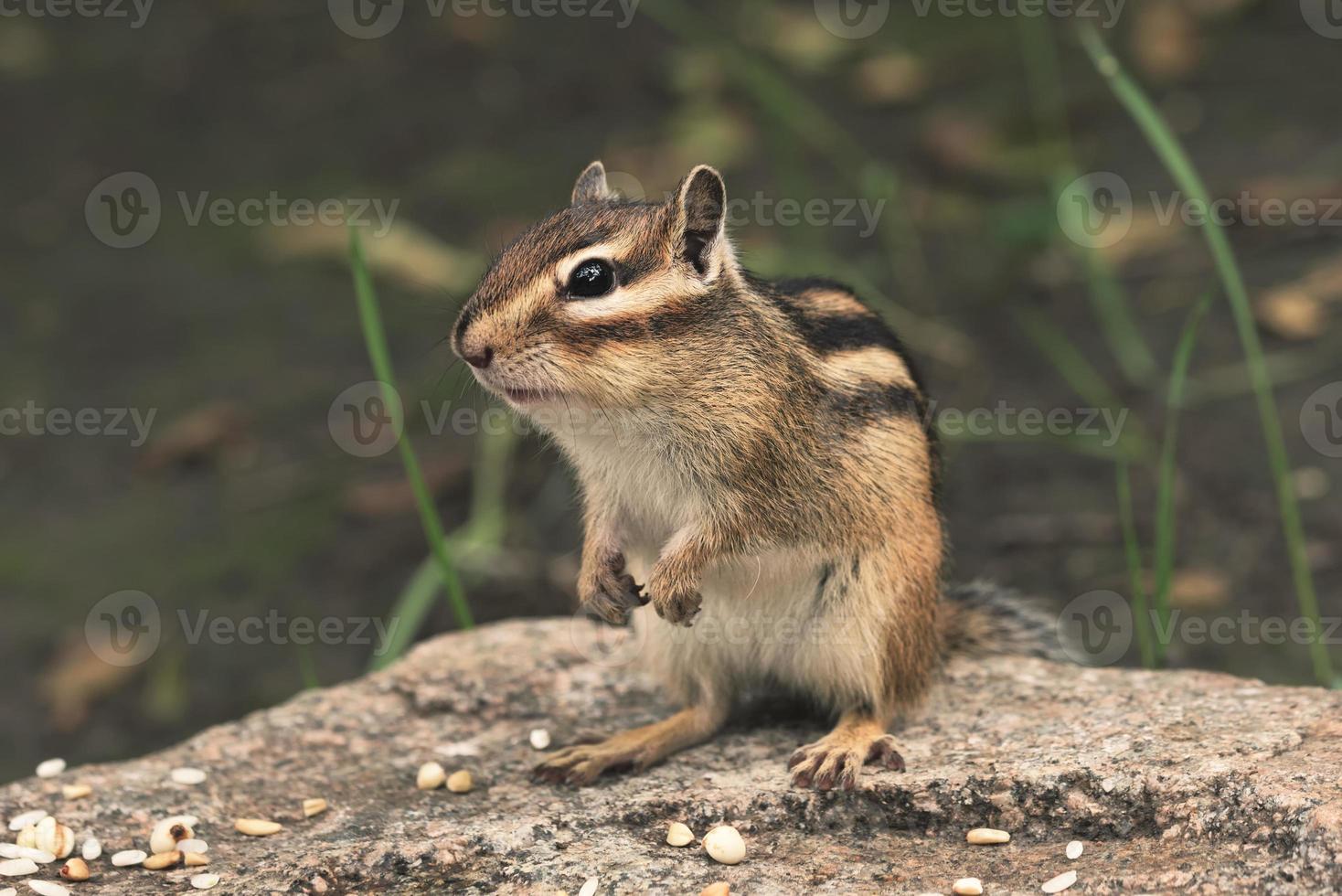 chipmunk in nature photo