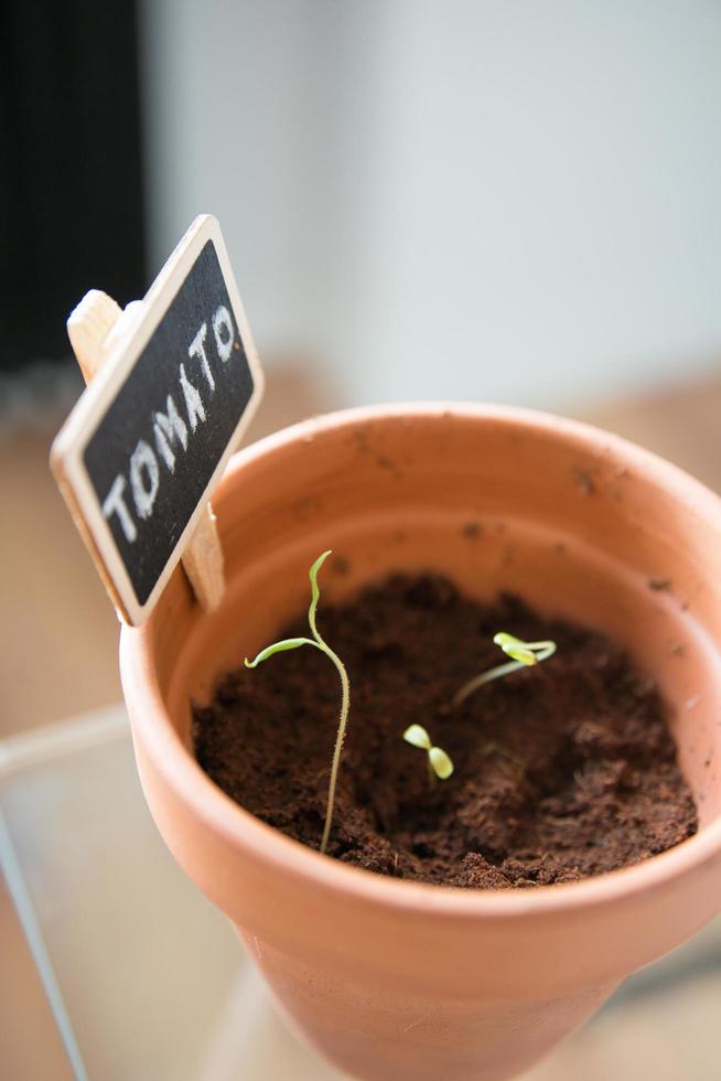 Small tomato sprouts growing in a clay pot. Germinated seeds. photo