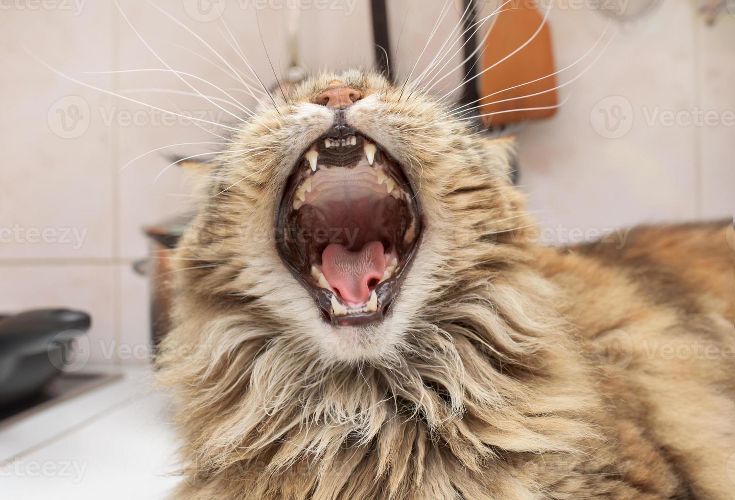 the cat yawns photo