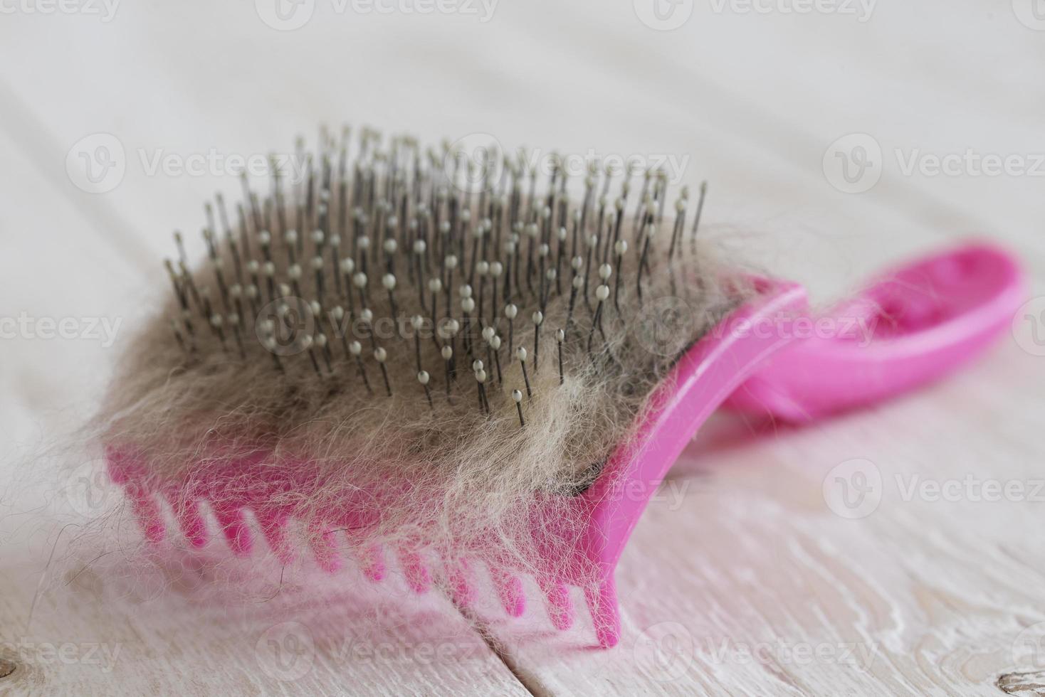 brush for cats photo