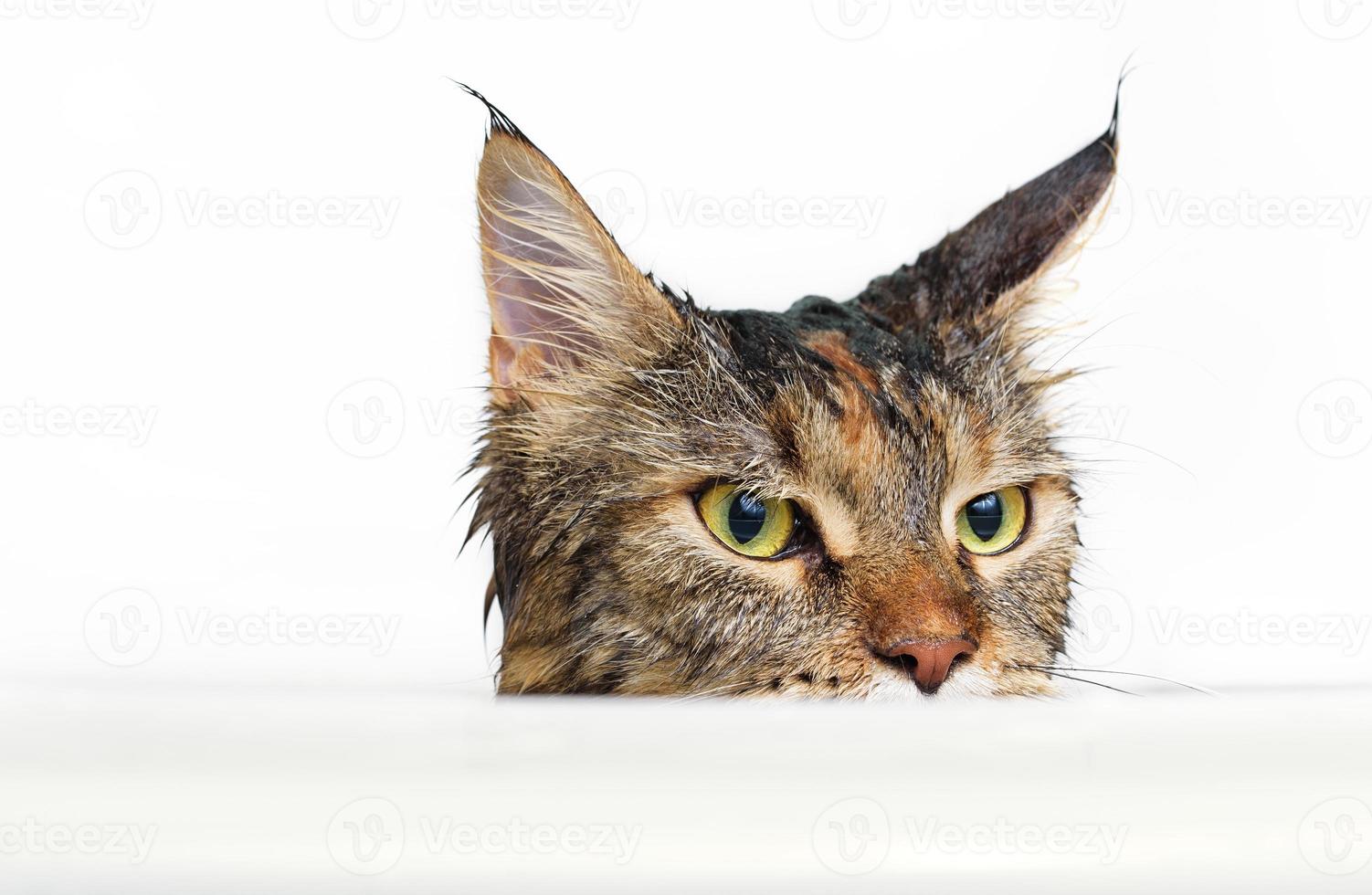 Wet cat in the bath photo