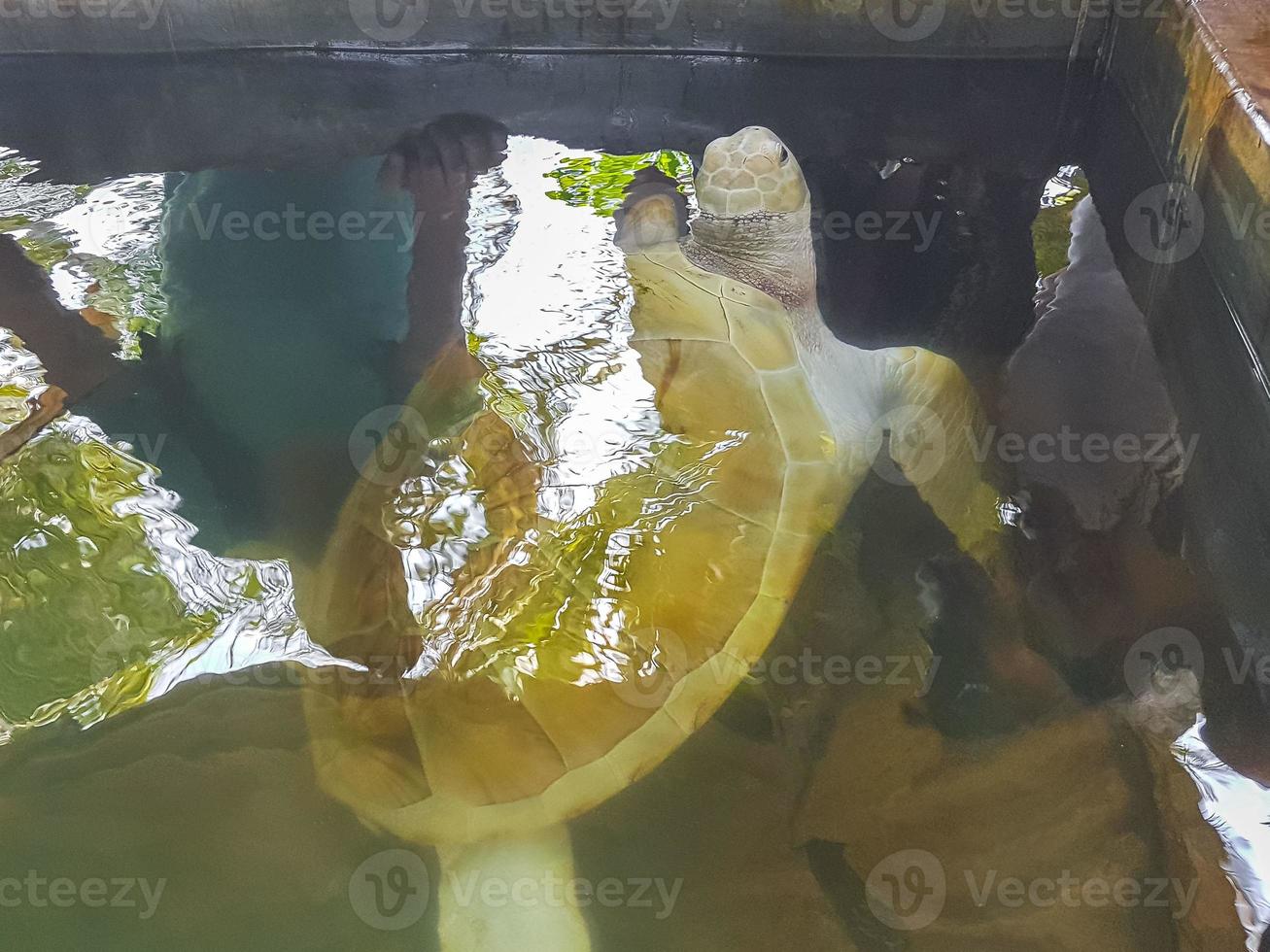 White albino sea turtle hawksbill turtle loggerhead sea turtle swims. photo