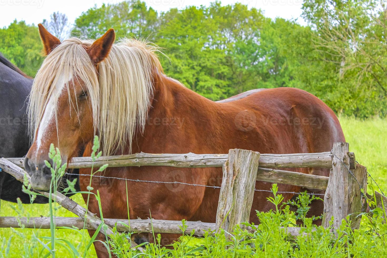 Majestic horses north German agricultural field nature landscape panorama Germany. photo