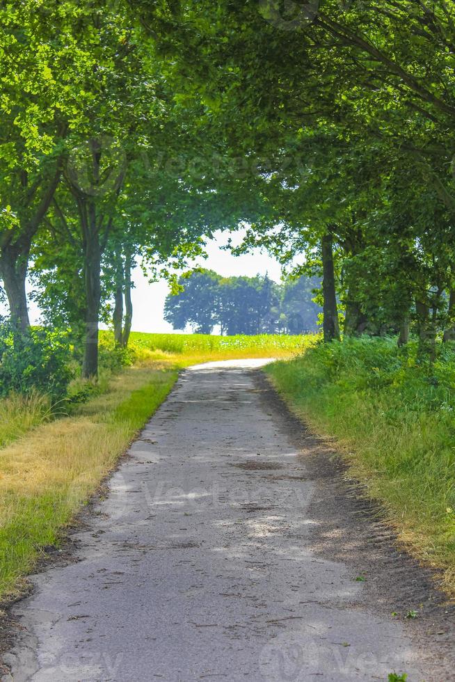 Natural panorama view with pathway green plants trees forest Germany. photo