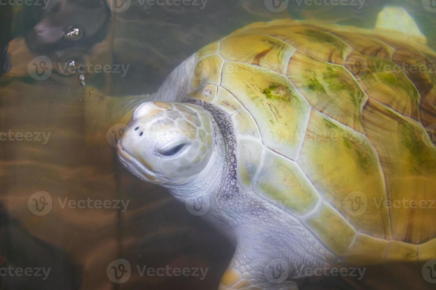 White albino sea turtle hawksbill turtle loggerhead sea turtle swims. photo