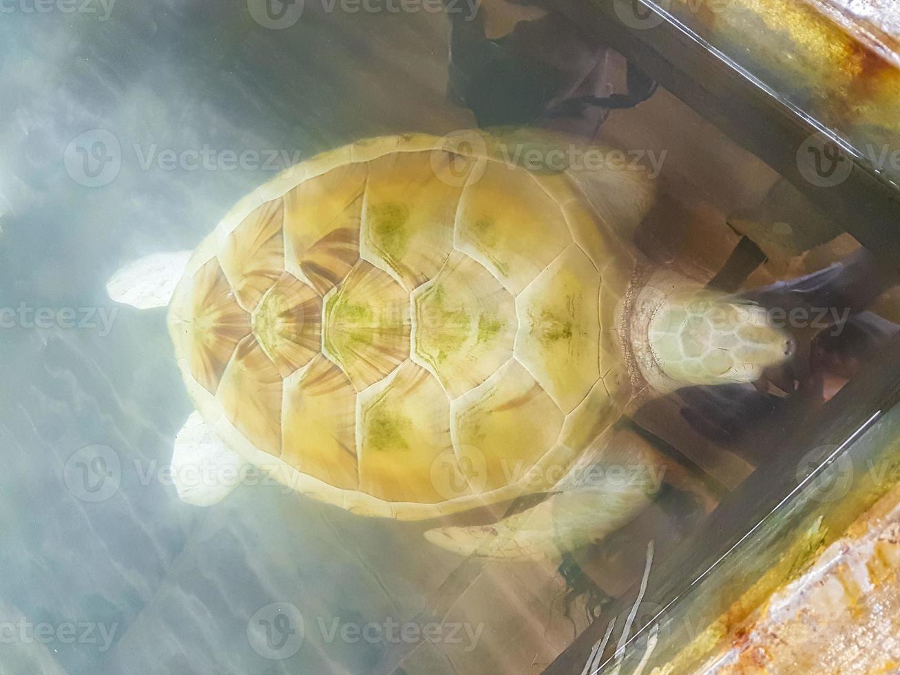 White albino sea turtle hawksbill turtle loggerhead sea turtle swims. photo