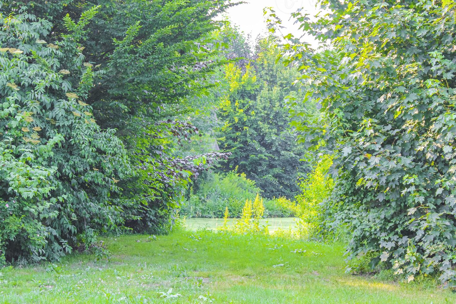 Natural panorama view with pathway green plants trees forest Germany. photo